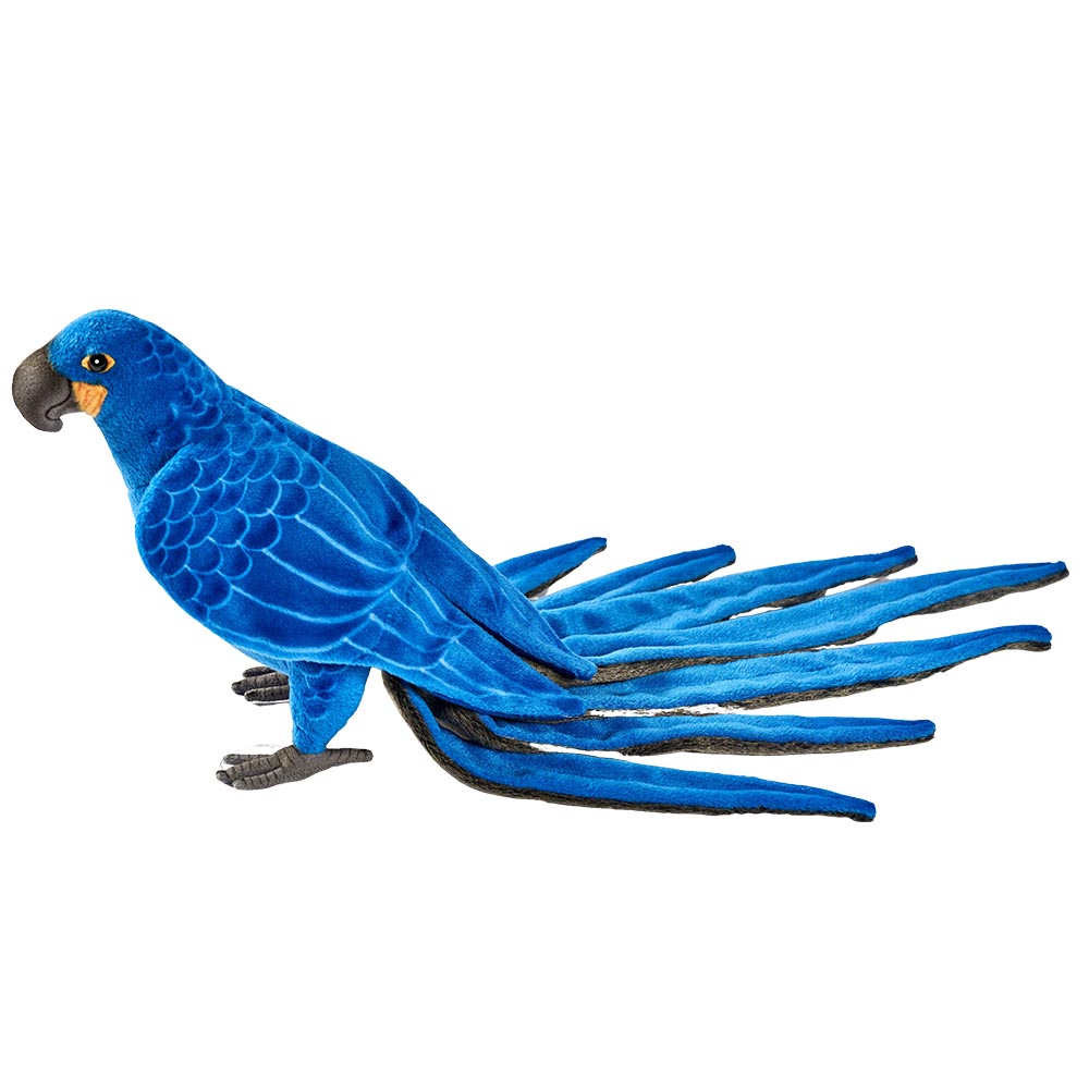 Ara Hyacinthe Petit Modèle