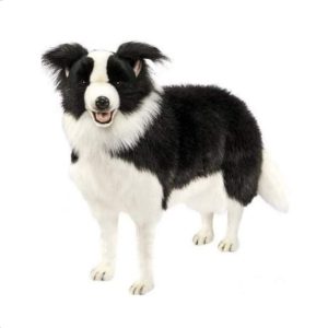 Border Collie Taille réelle