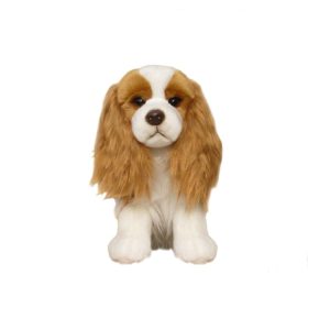 Cavalier King Charles Roux et Blanc