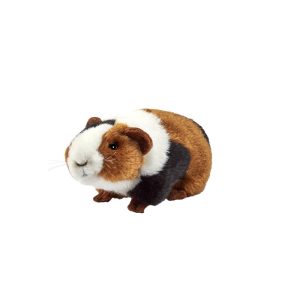 Cobaye – Cochon d&rsquo;Inde Tricolore