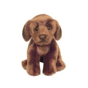 Labrador Chocolat