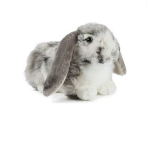 Lapin Bélier Moucheté Gris et Blanc