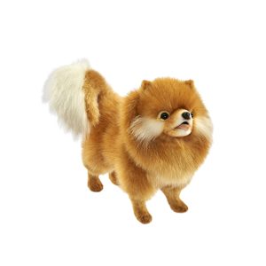 Loulou de Poméranie