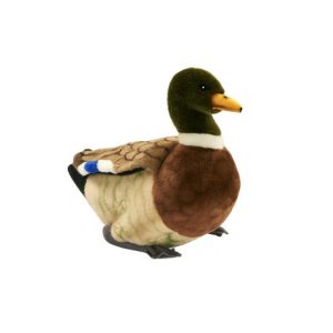 Canard Colvert