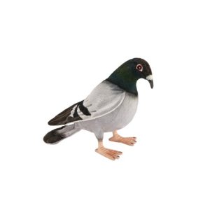 Pigeon
